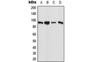 Western blot analysis of ESCO1 expression in MCF7 (A), PANC1 (B), Raw264. (ESCO1 antibody  (N-Term))