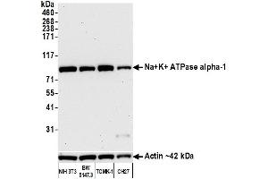 Western Blotting (WB) image for anti-alpha 1 Sodium Potassium Atpase antibody (ABIN7455086) (alpha 1 Sodium Potassium Atpase antibody)