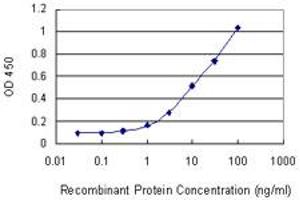 Detection limit for recombinant GST tagged CSNK1D is 0. (Casein Kinase 1 delta antibody  (AA 301-415))