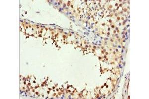 Immunohistochemistry of paraffin-embedded human testis tissue using ABIN7148560 at dilution of 1:100 (H2AFY antibody  (AA 123-372))