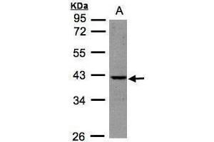 WB Image Sample (30μg whole cell lysate) A:HeLa S3, 10% SDS PAGE antibody diluted at 1:500 (BPNT1 antibody)
