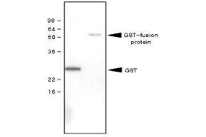 Recombinant GST (28kDa) and GST-fusion protein (61kDa) were resolved by SDS-PAGE, transferred to PVDF membrane and probed with anti-GST antibody (1:1,000). (GST antibody)