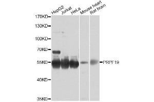 Western blot analysis of extracts of various cell lines, using PRPF19 antibody.