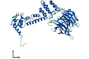AlphaFold protein structure predicition of Human Recombinant KLHL38 Protein, UniprotID Q2WGJ6