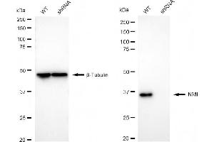 anti-N-Myc (And STAT) Interactor (NMI) antibody