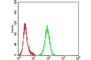 Flow cytometric analysis of Hela cells using ATG4B mouse mAb (green) and negative control (red). (ATG4B antibody  (AA 1-221))