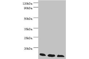 Western blot All lanes: Transcription elongation factor B polypeptide 2 antibody at 3 μg/mL Lane 1: k562 whole cell lysate Lane 2: 293T whole cell lysate Lane 3: HL60 whole cell lysate Secondary Goat polyclonal to rabbit IgG at 1/10000 dilution Predicted band size: 14, 18 kDa Observed band size: 14 kDa (TCEB2 antibody  (AA 1-118))