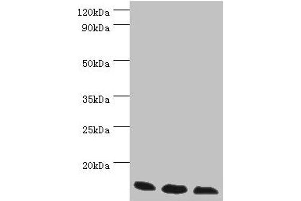 TCEB2 antibody  (AA 1-118)