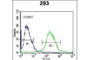 RUVBL1 (TIP49) Antibody (Center) (ABIN650670 and ABIN2850421) flow cytometric analysis of 293 cells (right histogram) compared to a negative control cell (left histogram). (RUVBL1 antibody  (AA 247-280))