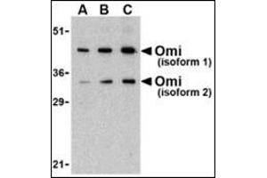 Western blot analysis of OMI in U937 lysate with this product at (A) 0. (HTRA2 antibody  (C-Term))