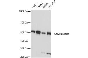 Western blot analysis of extracts of various cell lines, using CaMKII delta Rabbit mAb (ABIN7266019) at 1:1000 dilution. (CAMK2D antibody)