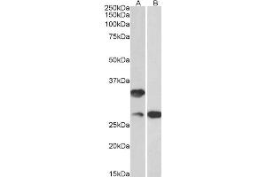ABIN870694 (0. (C16orf57 antibody  (AA 154-167))