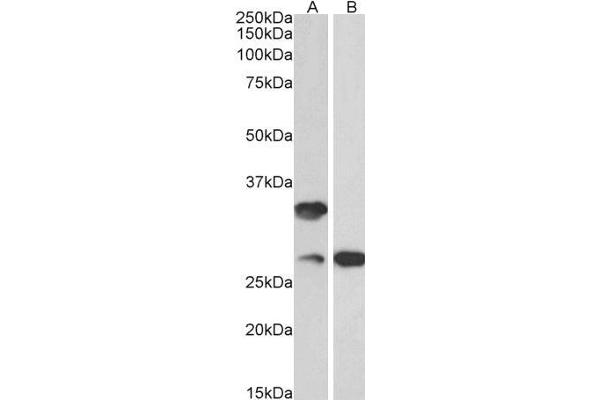 C16orf57 Antikörper  (AA 154-167)