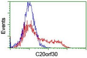 HEK293T cells transfected with either RC201878 overexpress plasmid (Red) or empty vector control plasmid (Blue) were immunostained by anti-C20orf30 antibody (ABIN2455903), and then analyzed by flow cytometry. (C20orf30 antibody)