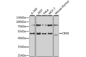Western blot analysis of extracts of various cell lines, using CBX8 antibody (ABIN1882349) at 1:1000 dilution. (CBX8 antibody)