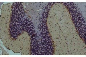 Immunohistochemistry of paraffin-embedded Mouse brain tissue using STAT3 Monoclonal Antibody at dilution of 1:200. (STAT3 antibody)