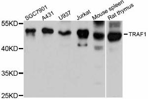 Western blot analysis of extracts of various cell lines, using TRAF1 antibody (ABIN5970024) at 1:3000 dilution. (TRAF1 antibody)