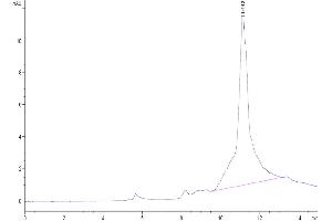 The purity of Mouse PS20 is greater than 95 % as determined by SEC-HPLC. (WFDC1 Protein (AA 24-211) (His tag))