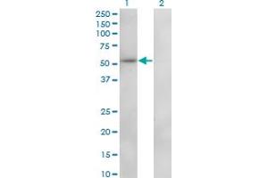 Western Blot analysis of ZNF207 expression in transfected 293T cell line by ZNF207 monoclonal antibody (M01), clone 6D6. (ZNF207 antibody  (AA 1-110))