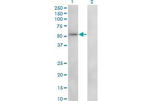 ZNF207 Antikörper  (AA 1-110)
