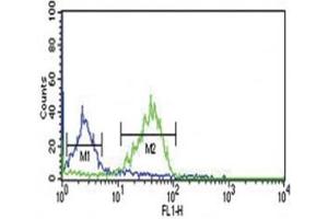 WNT1 antibody flow cytometric analysis of MCF-7 cells (green) compared to a negative control (blue).