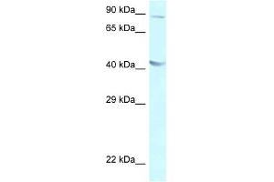 Western Blot showing GALR2 antibody used at a concentration of 1 ug/ml against A549 Cell Lysate (GALR2 antibody  (C-Term))
