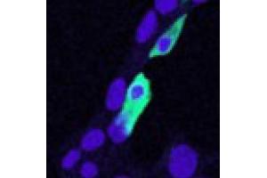 Image no. 2 for anti-Chloride Intracellular Channel 4 (CLIC4) (N-Term) antibody (ABIN374756) (CLIC4 antibody  (N-Term))