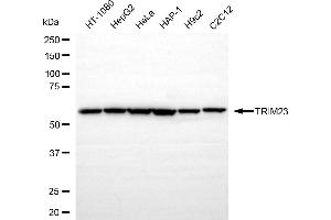 Western blotting analysis using TRIM23 antibody (ABIN7800628).