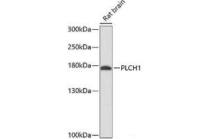 Western blot analysis of extracts of Rat brain using PLCH1 Polyclonal Antibody at dilution of 1:3000. (PLCH1 antibody)
