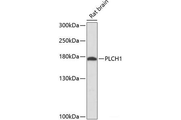 PLCH1 anticorps