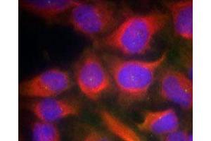 Immunofluorescence staining of methanol-fixed HeLa cells using GRIN1 polyclonal antibody (Cat # PAB12221, Red). (GRIN1/NMDAR1 antibody  (Ser897))