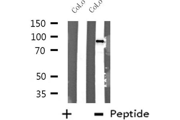 DDX54 antibody  (Internal Region)