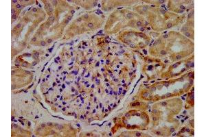 IHC image of ABIN7157616 diluted at 1:400 and staining in paraffin-embedded human kidney tissue performed on a Leica BondTM system.