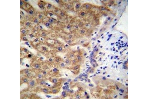 MUC15 antibody  (AA 209-237)