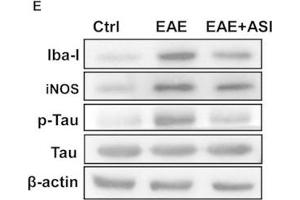 Western Blotting (WB) image for anti-Ionized Calcium-binding Adapter Molecule 1 (IBA1) (C-Term) antibody (ABIN2857032)