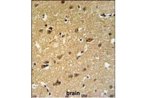 C19orf63 Antibody (N-term) (ABIN651381 and ABIN2840212) IHC analysis in formalin fixed and paraffin embedded human brain tissue followed by peroxidase conjugation of the secondary antibody and DAB staining.