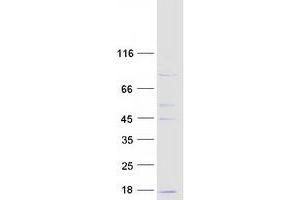 Validation with Western Blot (COX6C Protein (Myc-DYKDDDDK Tag))