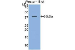 Western Blotting (WB) image for anti-Mitogen-Activated Protein Kinase Kinase 1 (MAP2K1) (AA 54-369) antibody (ABIN1859743)