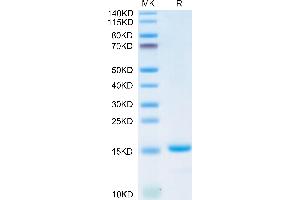 Biotinylated Mature TGF beta 1 on Tris-Bis PAGE under reduced conditions. (TGFB1 Protein (AA 279-390) (AVI tag,Biotin))