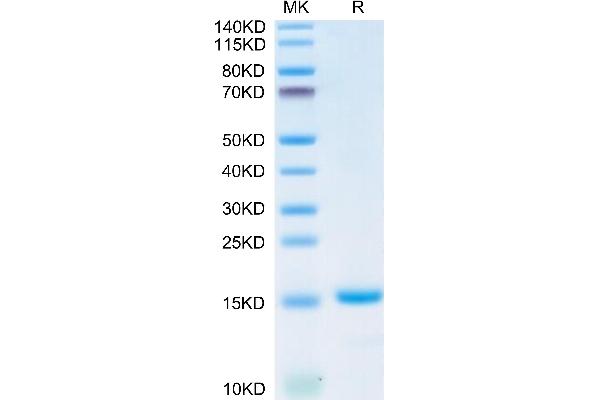 TGFB1 Protein (AA 279-390) (AVI tag,Biotin)