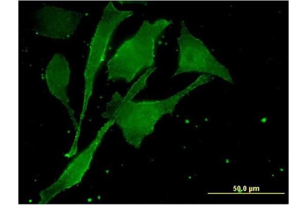 MBTPS2 antibody  (AA 312-418)
