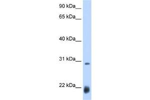 Drosophila; WB Suggested Anti-ac Antibody Titration: 0. (Achaete (AC) (N-Term) antibody)