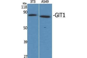 Western Blot (WB) analysis of specific cells using GIT1 Polyclonal Antibody. (GIT1 antibody  (C-Term))