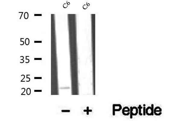 RAP1B antibody  (C-Term)