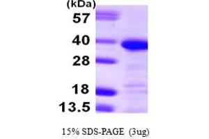 SDS-PAGE (SDS) image for Annexin A13 (ANXA13) (AA 1-316) protein (His tag) (ABIN667419)