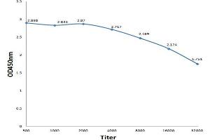 Antigen: 0. (Protein Rta/BRLF1 antibody  (AA 151-250))