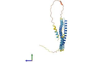 AlphaFold protein structure predicition of Human Recombinant CHMP4C Protein, UniprotID Q96CF2