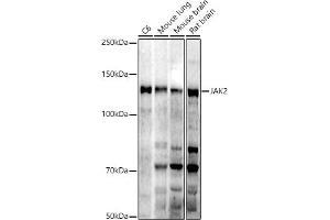 Western blot analysis of extracts of various cell lines, using J antibody (ABIN7268040) at 1:1000 dilution.