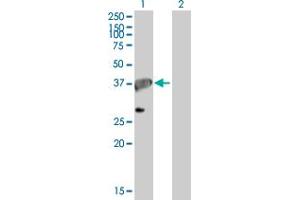 Western Blotting (WB) image for anti-Apurinic/Apyrimidinic Endonuclease 1 (APEX1) (AA 1-318) antibody (ABIN513392)