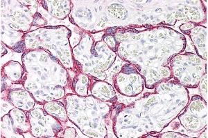 ABIN185474 (5µg/ml) staining of paraffin embedded Human Placenta. (Monoamine Oxidase A antibody  (Internal Region))